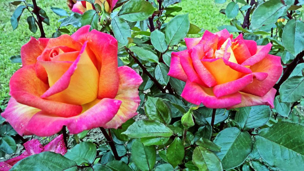 两个美丽的玫瑰在一个特写花园里