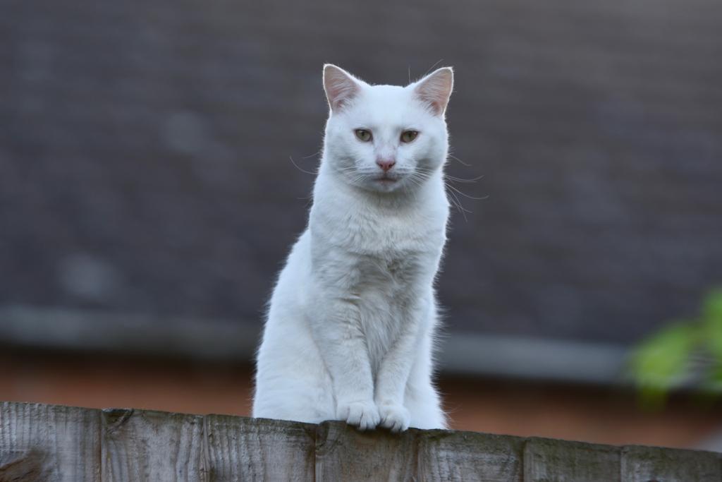伤心的白色猫坐在篱笆上
