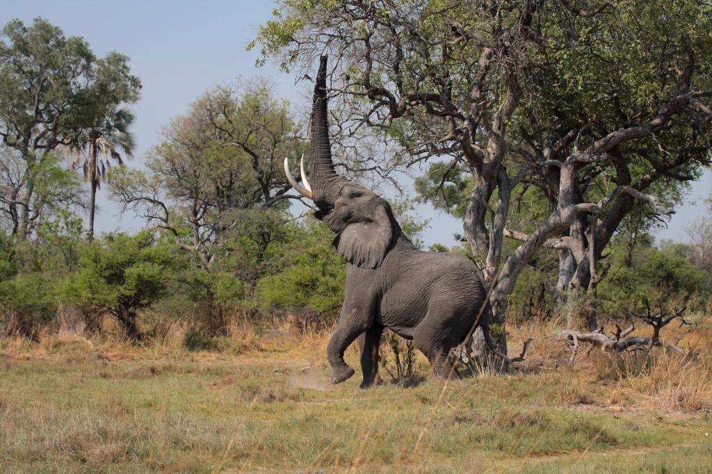 大象高举树干