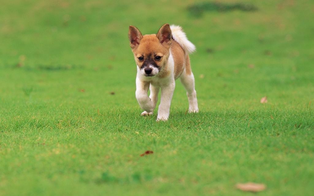 小狗跑在草地上