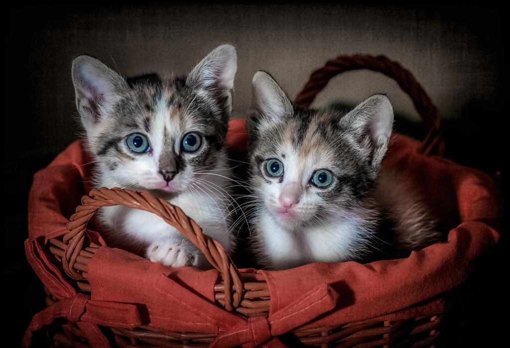 在一个大篮子里的两只小猫