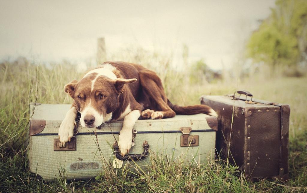 狗躺在行李箱上