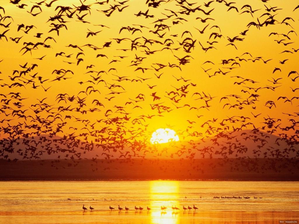 一大群鹅在湖上在日落时分