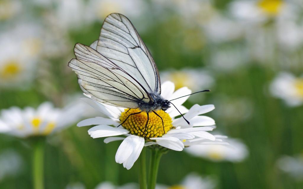 洋甘菊上的白色蝴蝶