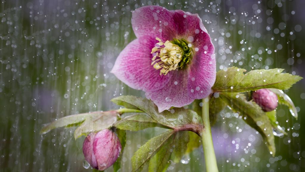 在雨中的粉红色莲花花