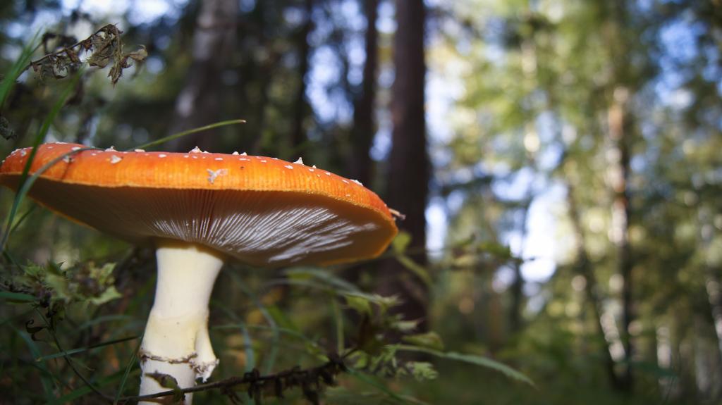在森林里的大蘑菇
