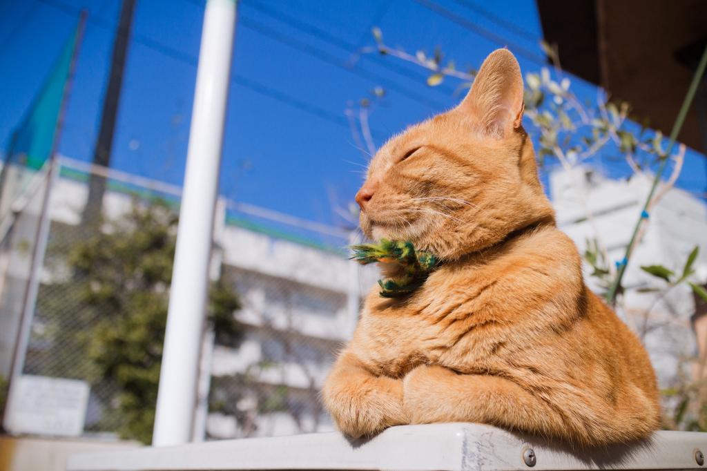 一只漂亮的红发猫在阳光下晒太阳