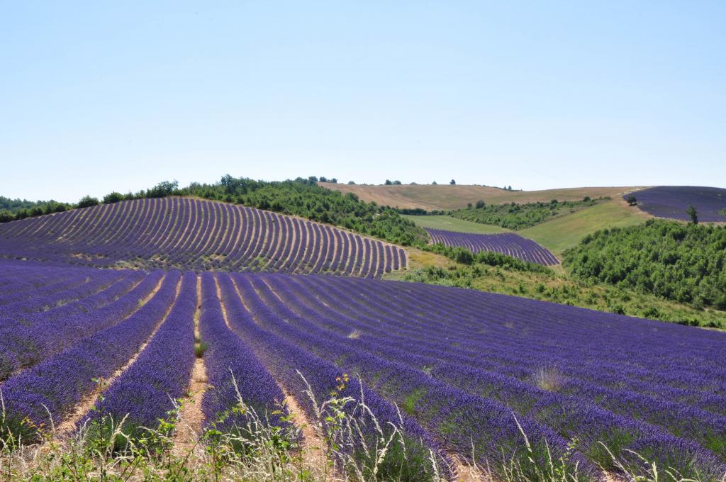 在普罗旺斯，法国的淡紫色领域