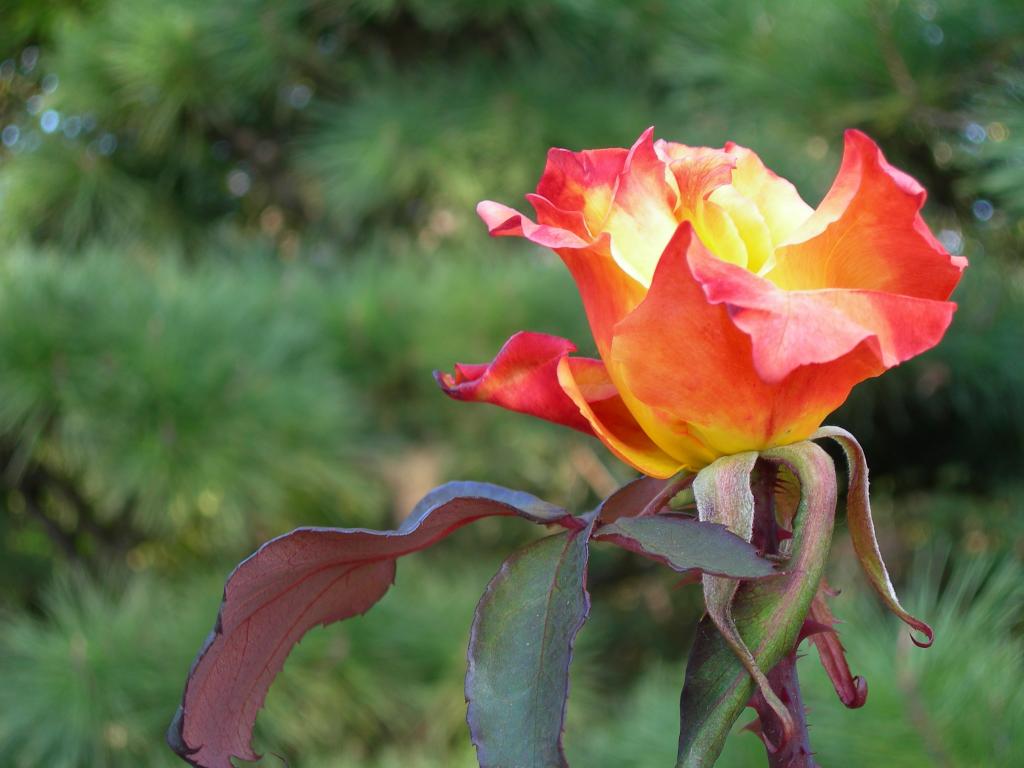 红橙色玫瑰