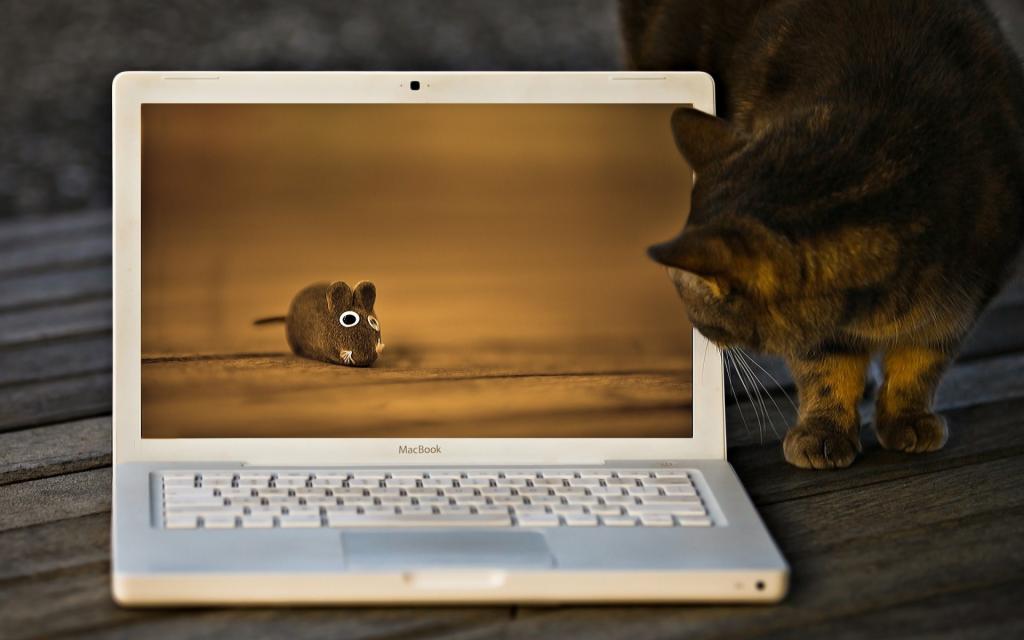 猫和鼠标在笔记本电脑屏幕上