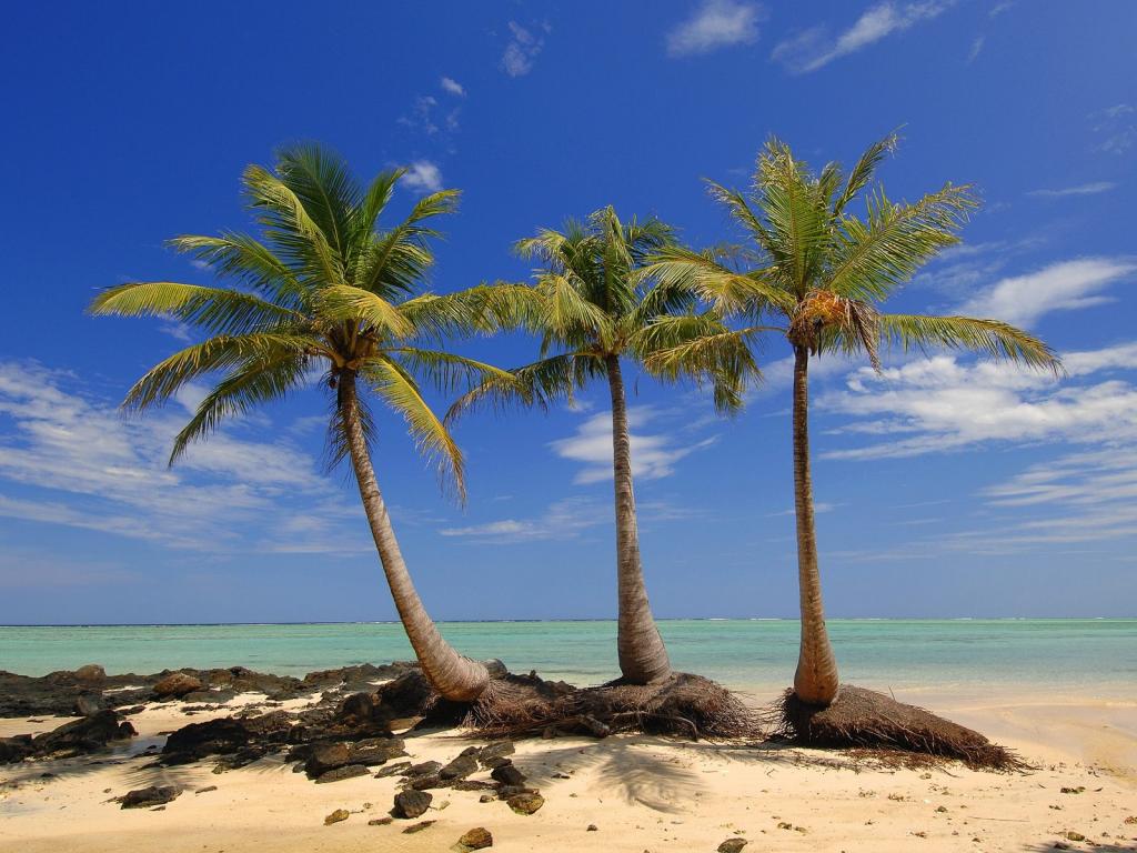 棕榈树在沙滩上