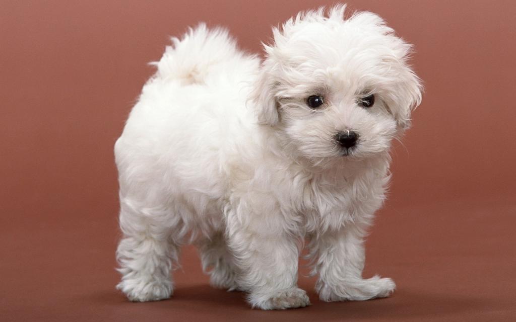 白色蓬松的小狗