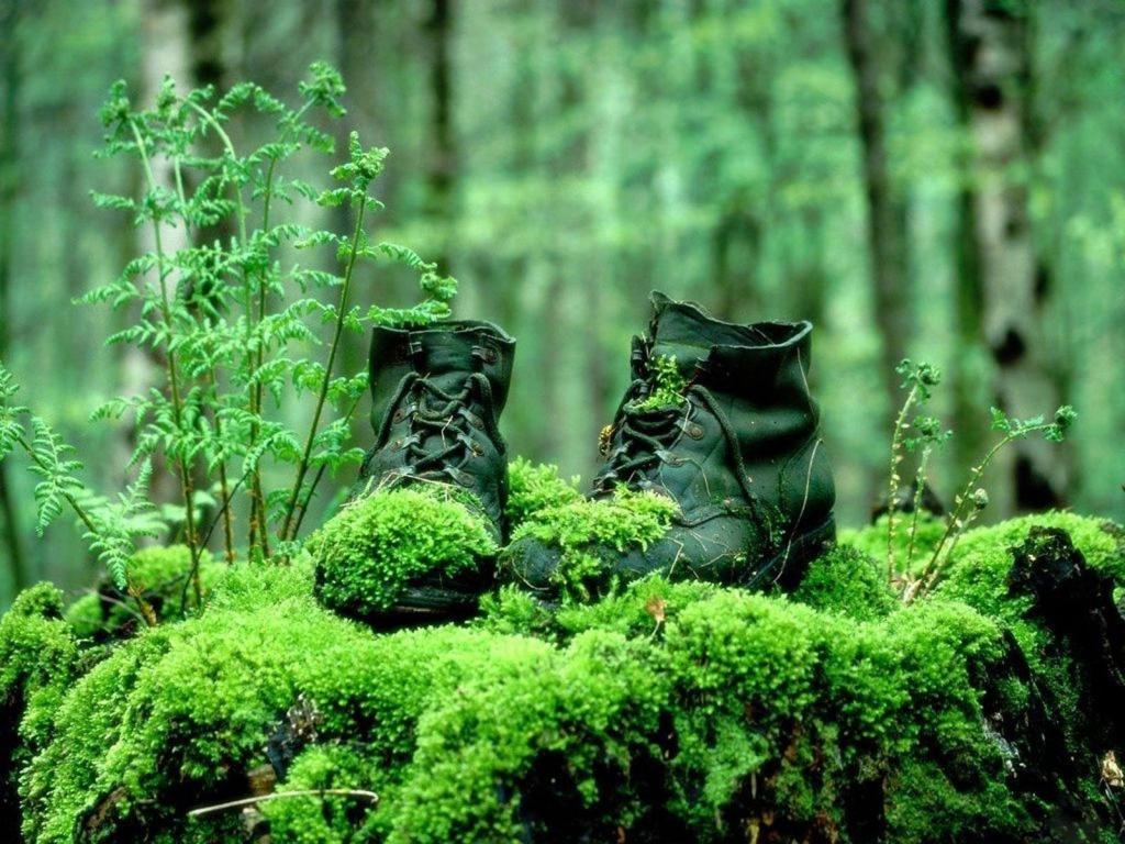 在森林里苔藓覆盖的靴子