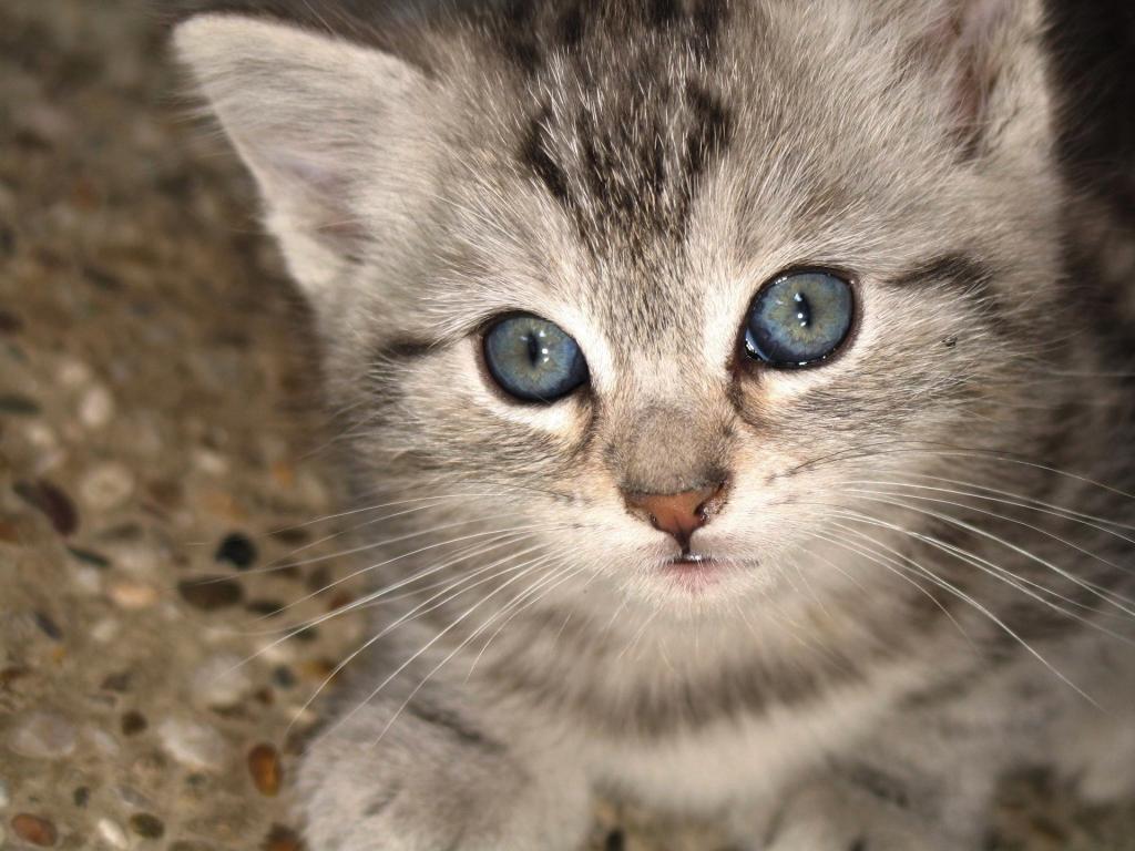 小猫和蓝色的眼睛