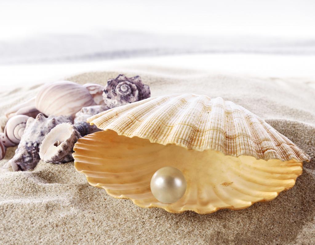 海美丽的贝壳，里面有白色的珍珠