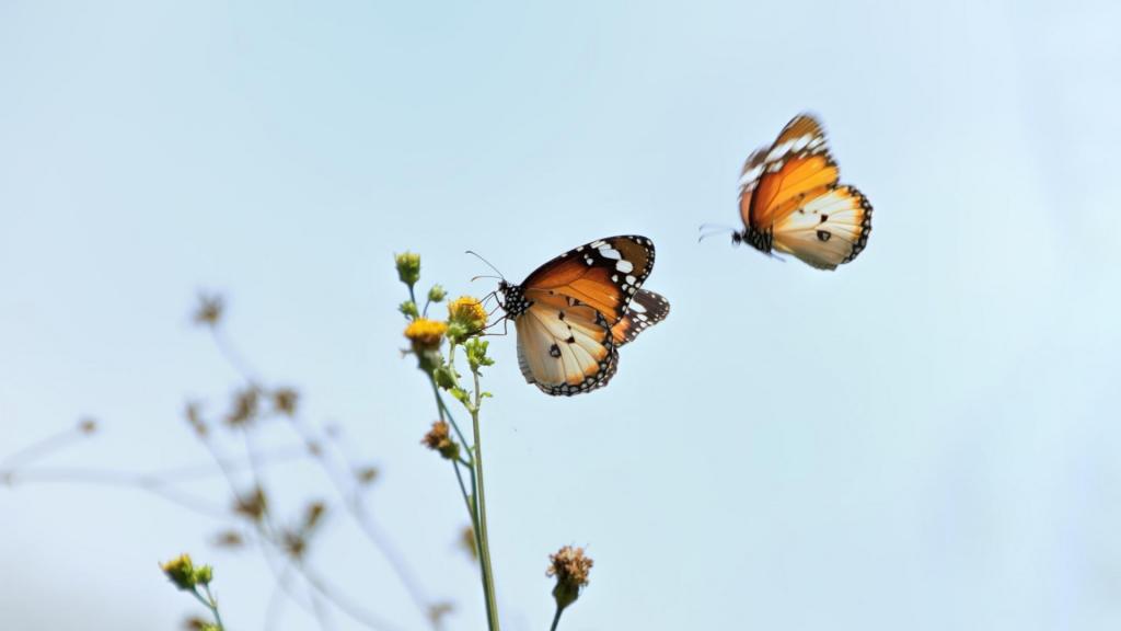 两只蝴蝶飞到了花上