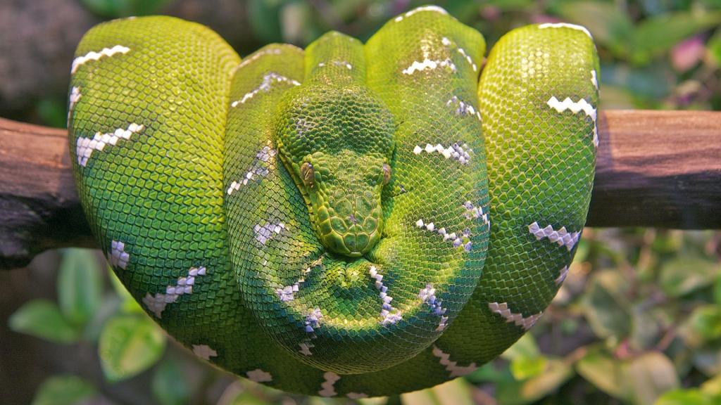 鲜绿色的木蛇