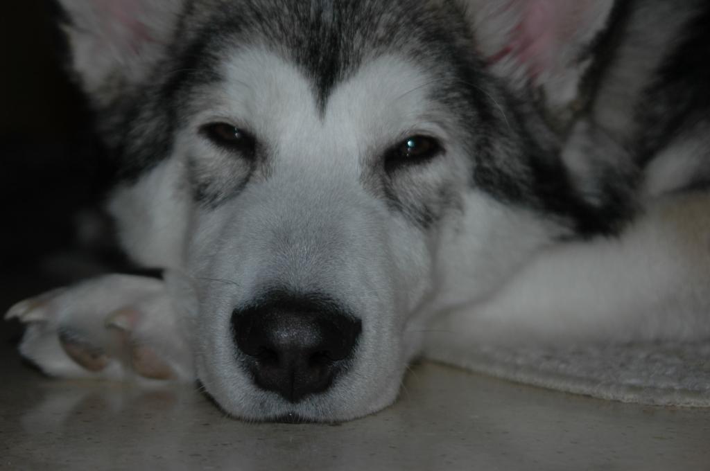 阿拉斯加雪橇犬想睡觉
