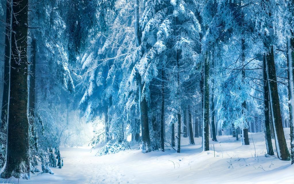 蓝色冬季森林