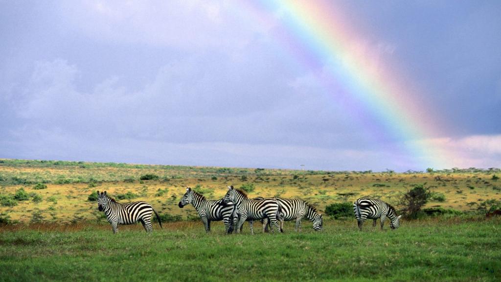 斑马在彩虹下吃草