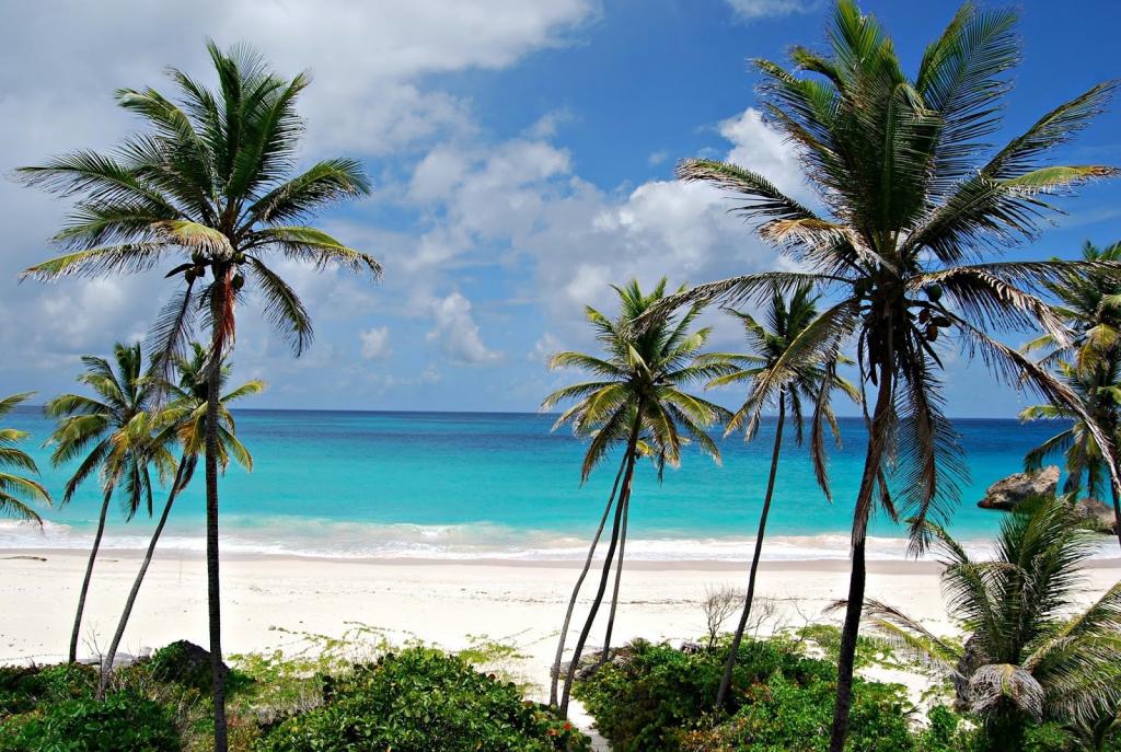 在巴巴多斯海滩上的棕榈树