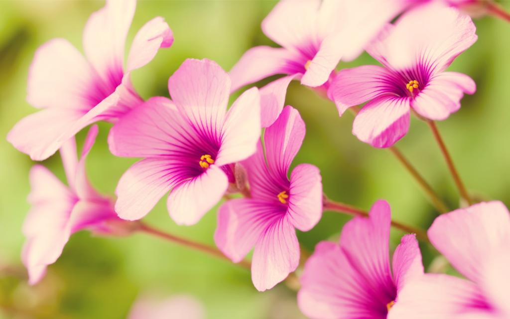 马鞭草属粉红色的花朵