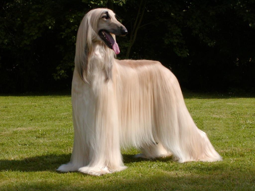 阿富汗猎犬穿着整齐的头发