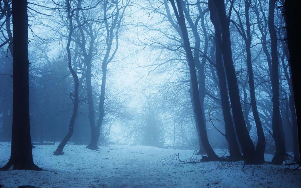雾中的冬季森林