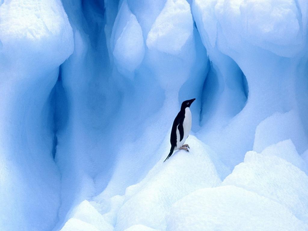 孤独的企鹅在浮冰上