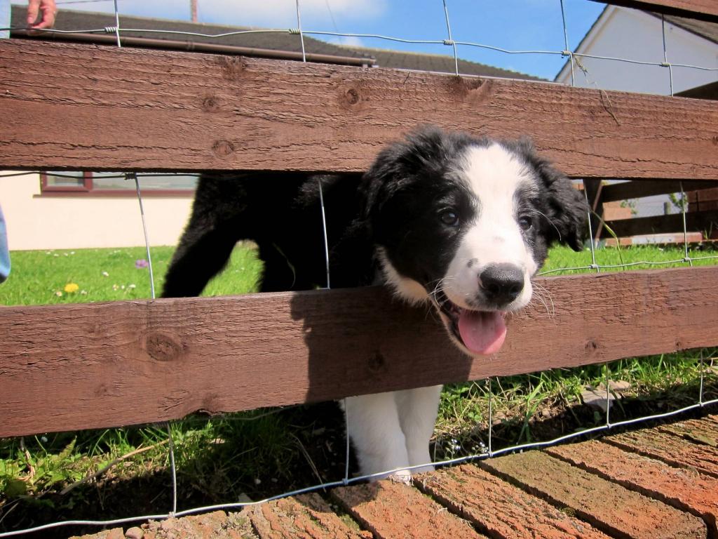 小狗边境牧羊犬被困在篱笆里