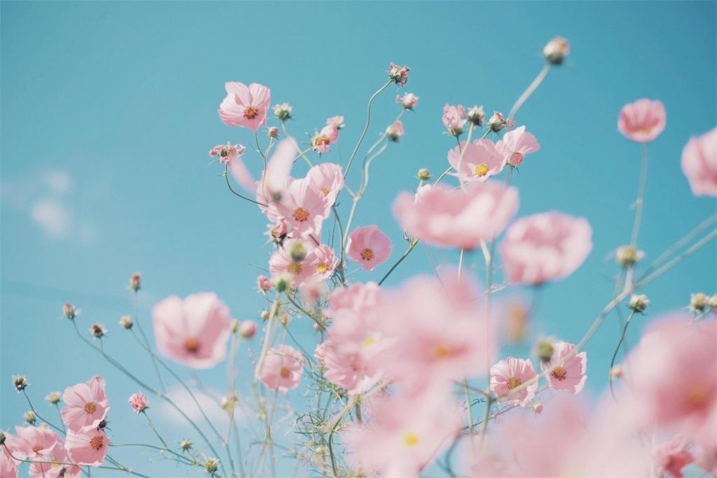 美丽鲜艳的粉色花朵