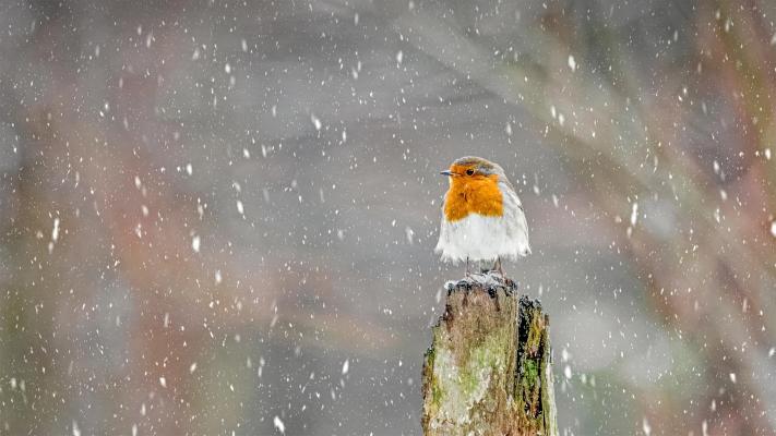 独自站在风雪中的知更鸟