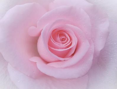 温柔粉色玫瑰花特写图片