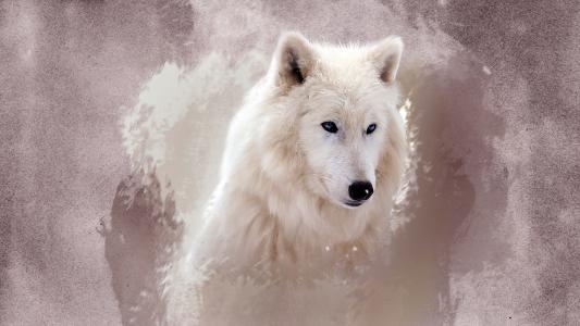 白狼狼崽可爱图片图片