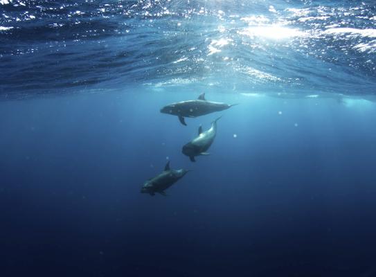 蓝色深海里的海豚图片