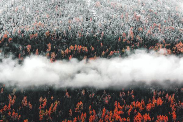 云雾像丝带横贯在森林上空