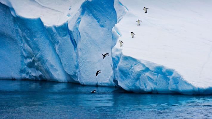 企鹅排着队跳下冰山
