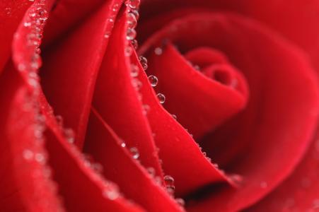 玫瑰花上的露珠微距摄影