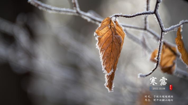 二十四节气寒露树叶在枝头结霜图片