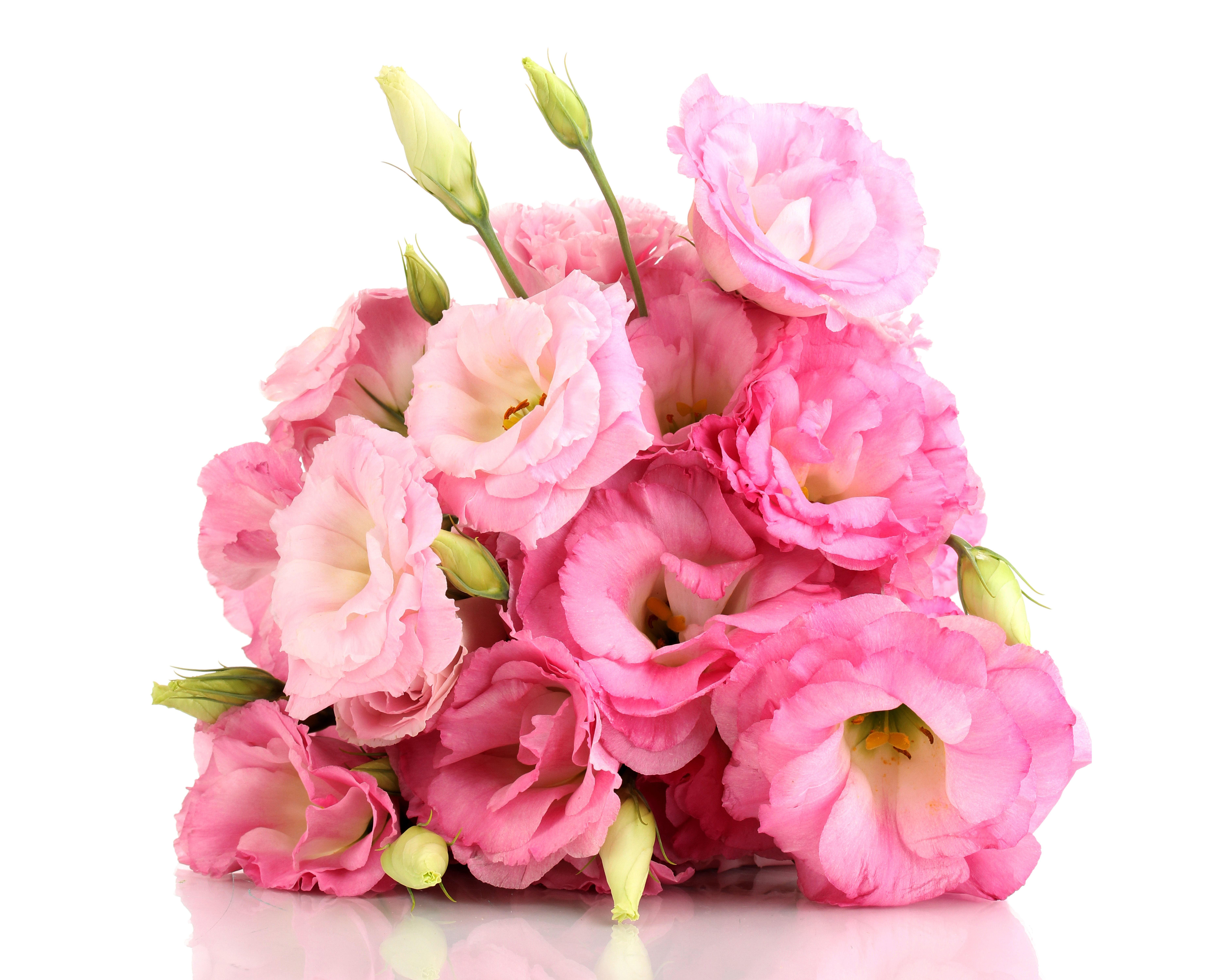 由洋桔梗在白色背景上的粉红色花朵的美丽花束 高清图片 壁纸 酷酷桌面